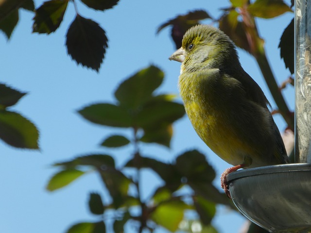 Free Greenfinch Bird photo and picture