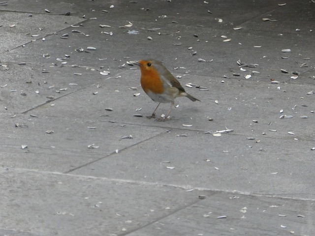 Free Robin Feed photo and picture