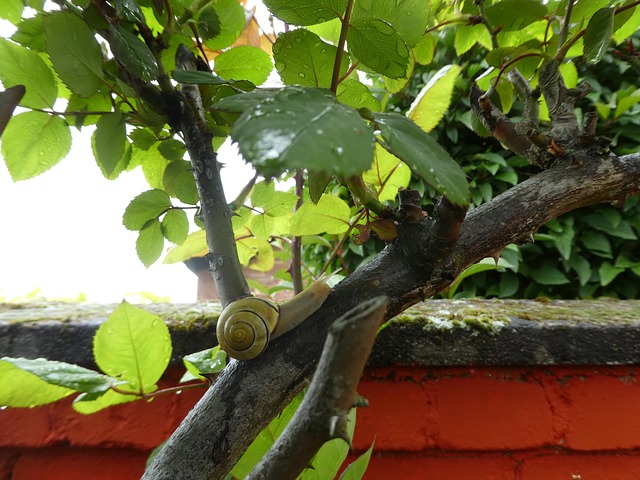 Free Branch Orange photo and picture