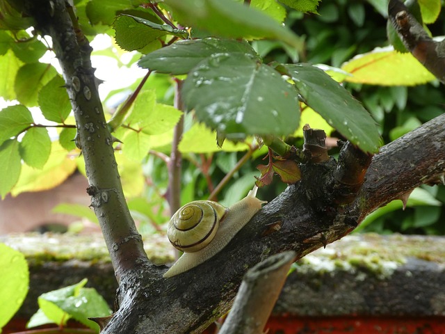 Free Branch Wall photo and picture