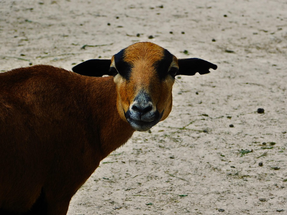 ヤギ 動物 家畜 - Pixabayの無料写真 - Pixabay