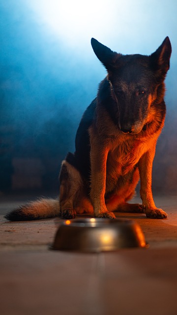 Hond, Huisdier, Hoektand, Dier, Schaal