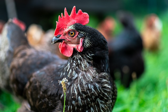 Kip, Oog, Bek, Gevogelte, Boerderij