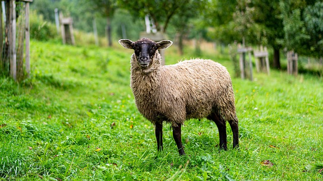 Schaap, Wol, Gras, Boerderij