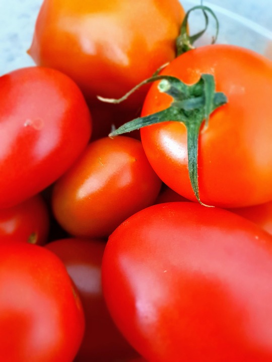 Tomatoes Harvest Healthy - Free photo on Pixabay