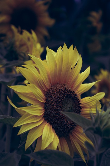 Free Sunflower Flower photo and picture