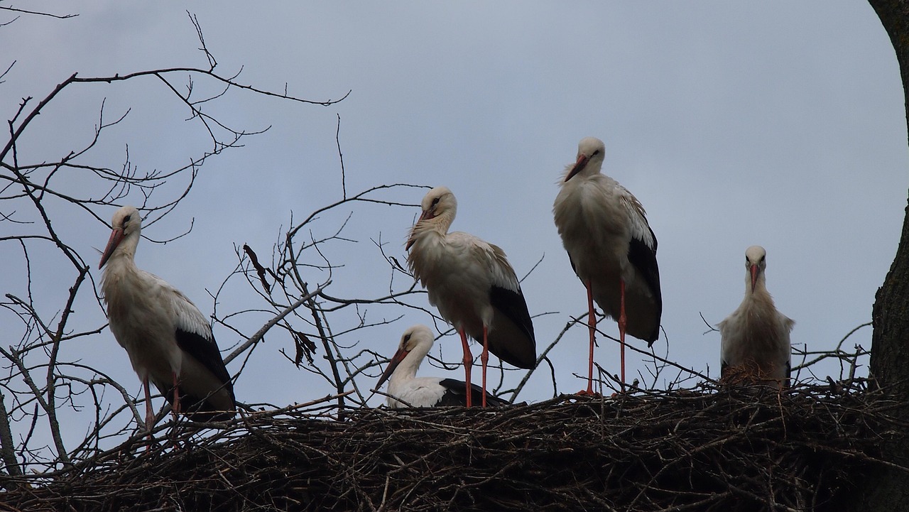 Storks Stork Baby Large - Free photo on Pixabay - Pixabay