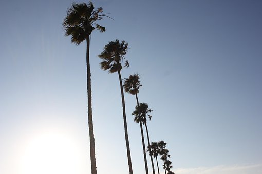Free Palm Trees Sky photo and picture