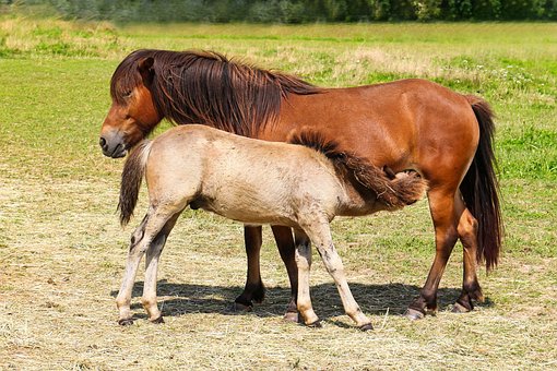 Free Horses Nature photo and picture