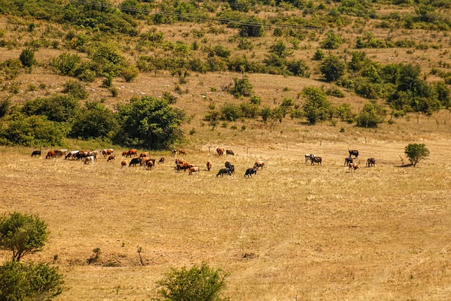Free Cows Herd photo and picture