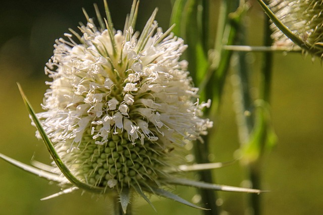 Free Flower Echinops photo and picture