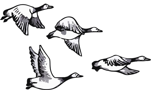 Free ducks birds flying illustration
