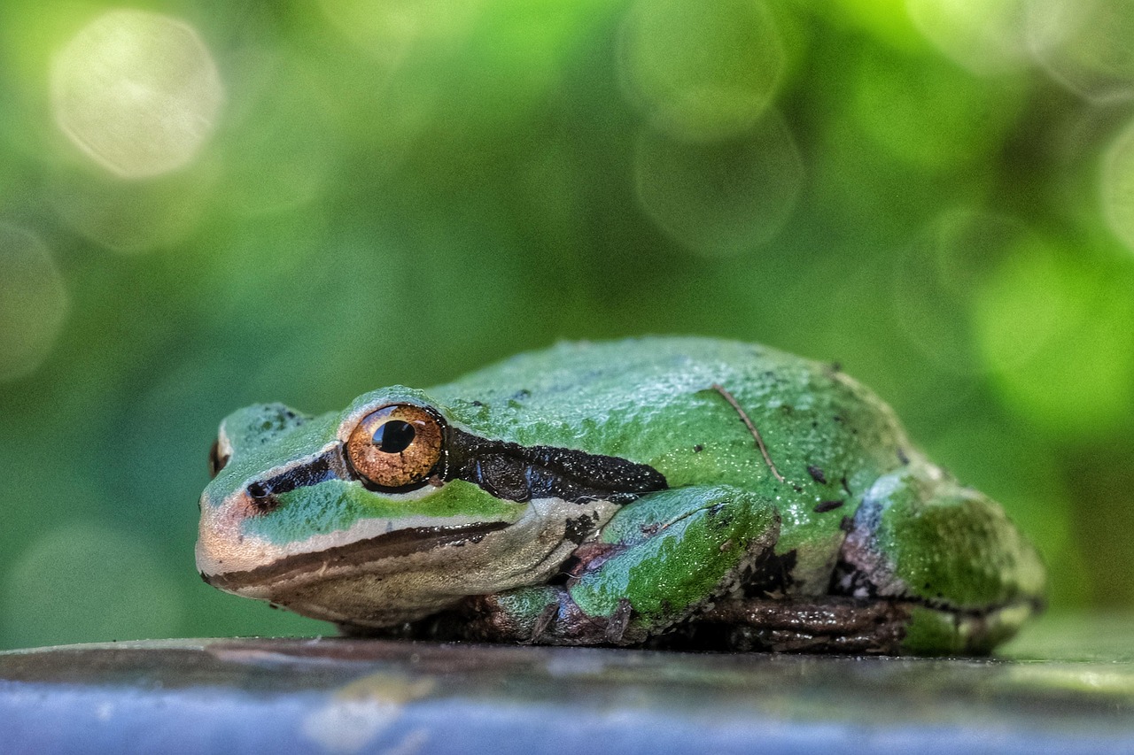Frog Examples Frog Animal Amphibian - Free photo on Pixabay - Pixabay