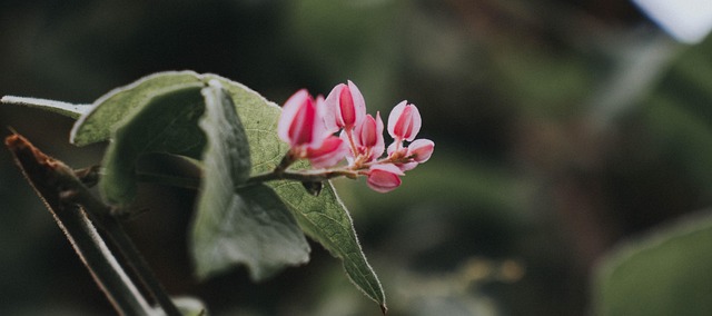 Free Pink Flowers Plant photo and picture
