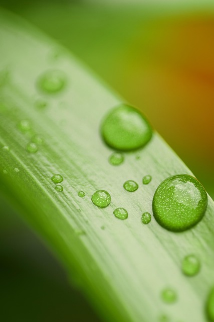 Free Droplets Dew photo and picture