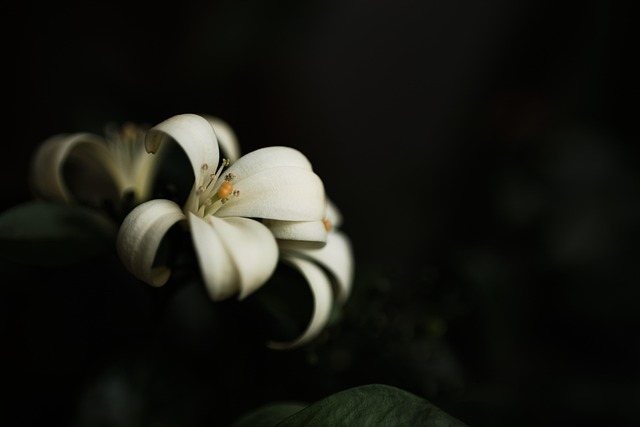 Free Lily Flower photo and picture