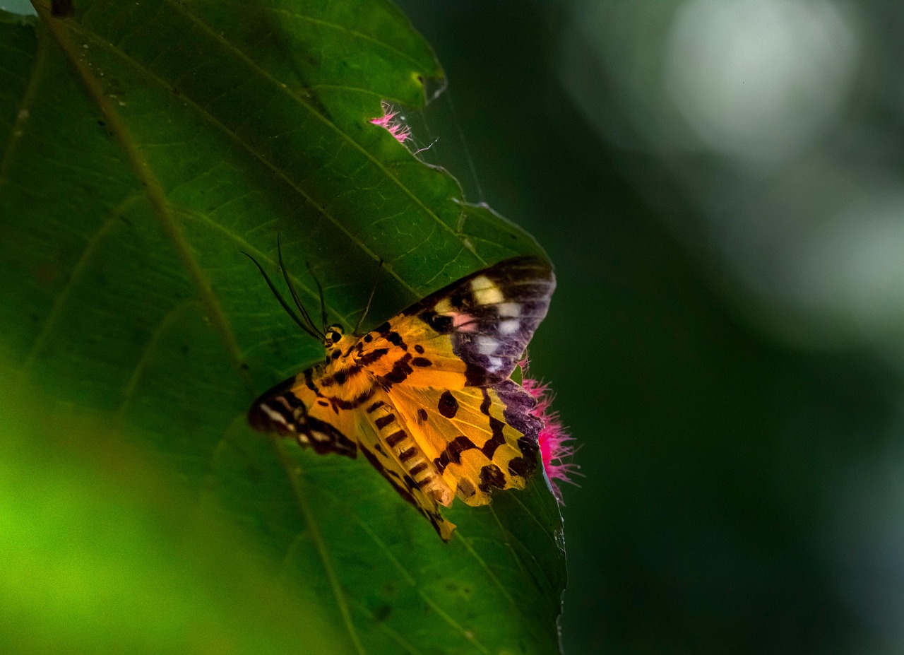 Flying Insects Butterfly Butterfly Insect Winged - Free photo on Pixabay - Pixabay