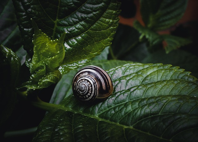 Free Snail Shell photo and picture