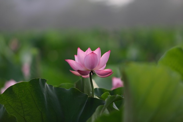Lotus, Blume, Lotusblume