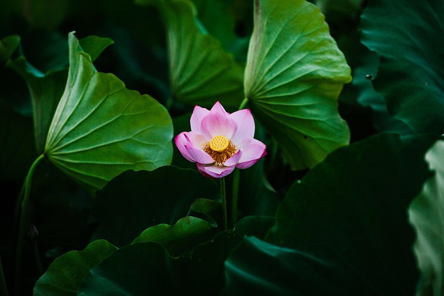 Lotus, Blume, Blumentapete