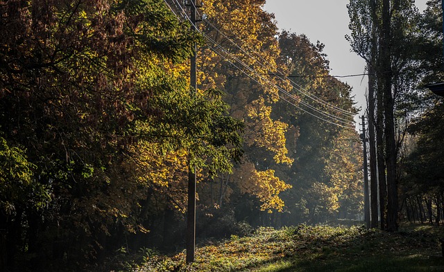 Free Autumn Tree photo and picture