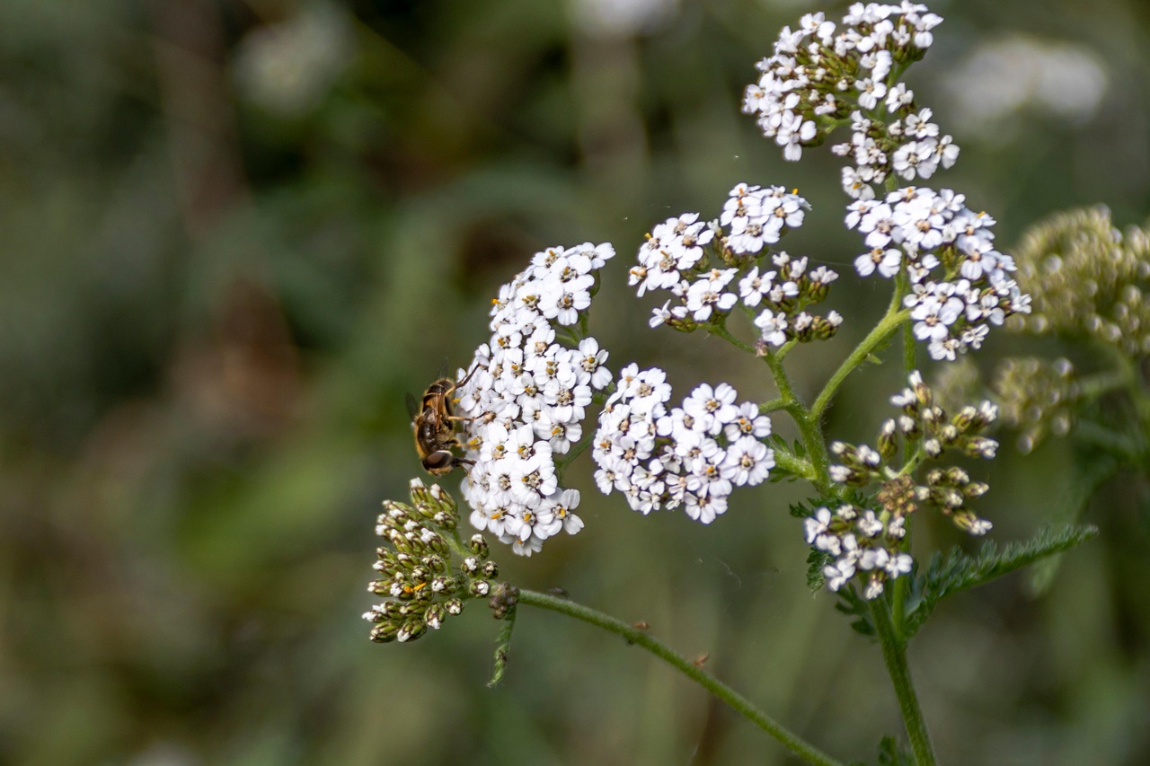 White Flowers Bee Pollination Free photo on Pixabay Pixabay