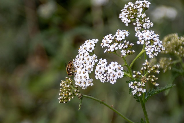 Free White Flowers Bee photo and picture