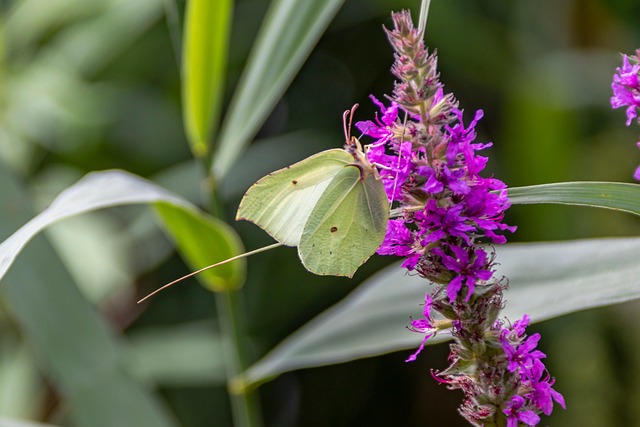 Free Butterfly Flower photo and picture