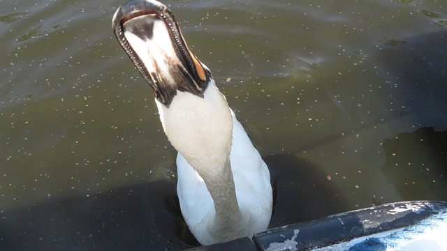 Free Swan River photo and picture