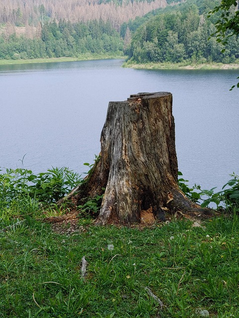 Resom Tree Resin Tree Trunk - Free photo on Pixabay - Pixabay