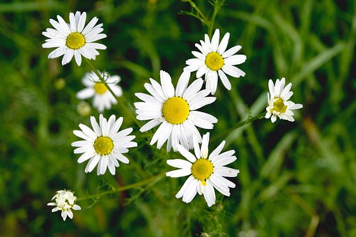 Free Daisies Flowers photo and picture