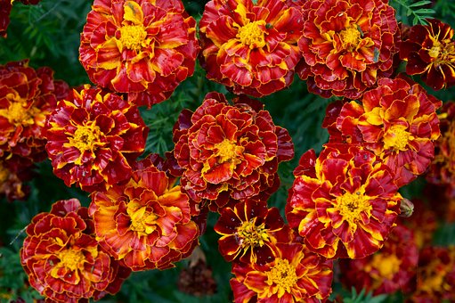 Free Marigolds Flowers photo and picture