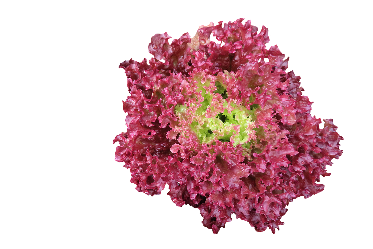 Download Lettuce, Vegetable, Healthy. RoyaltyFree Stock Illustration
