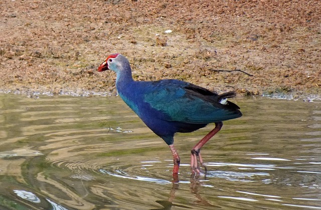 Free Grey-Headed Swamphen Bird photo and picture