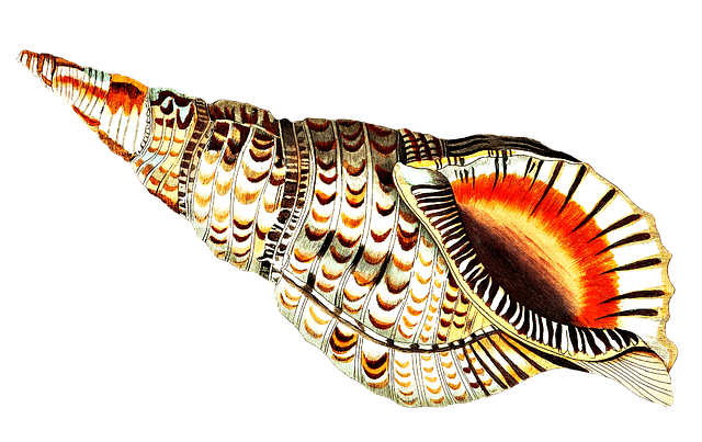 Free sea trumpet shell illustration