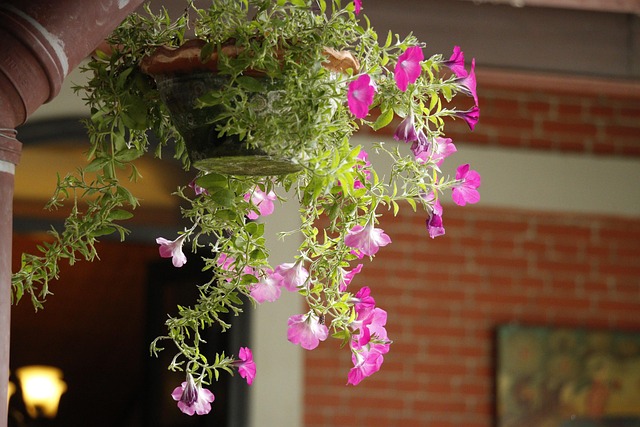 Free Flower Nepal photo and picture