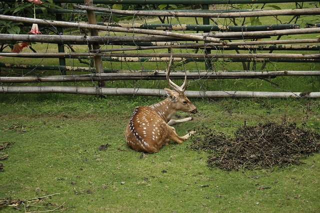 Free Deer Nepal photo and picture