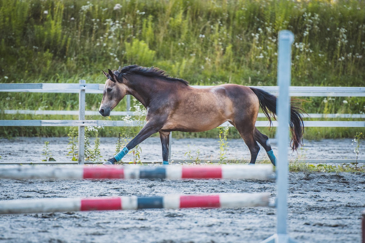 Horse - free online jigsaw puzzle photo