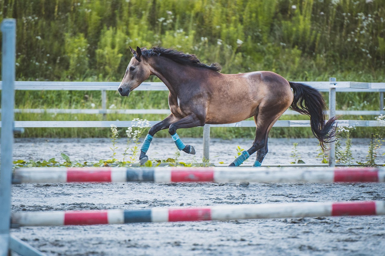 Horse - free online jigsaw puzzle photo