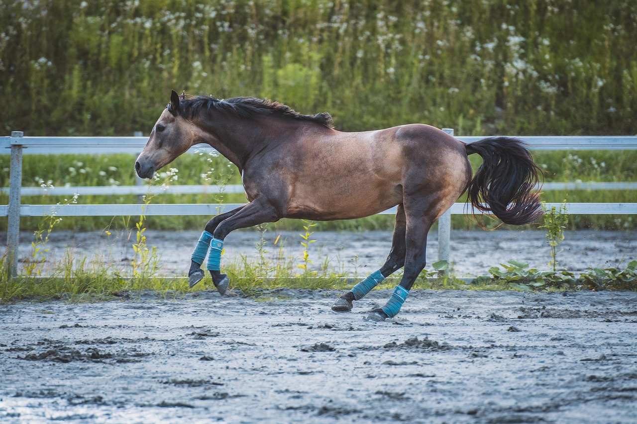 Horse - free online jigsaw puzzle photo