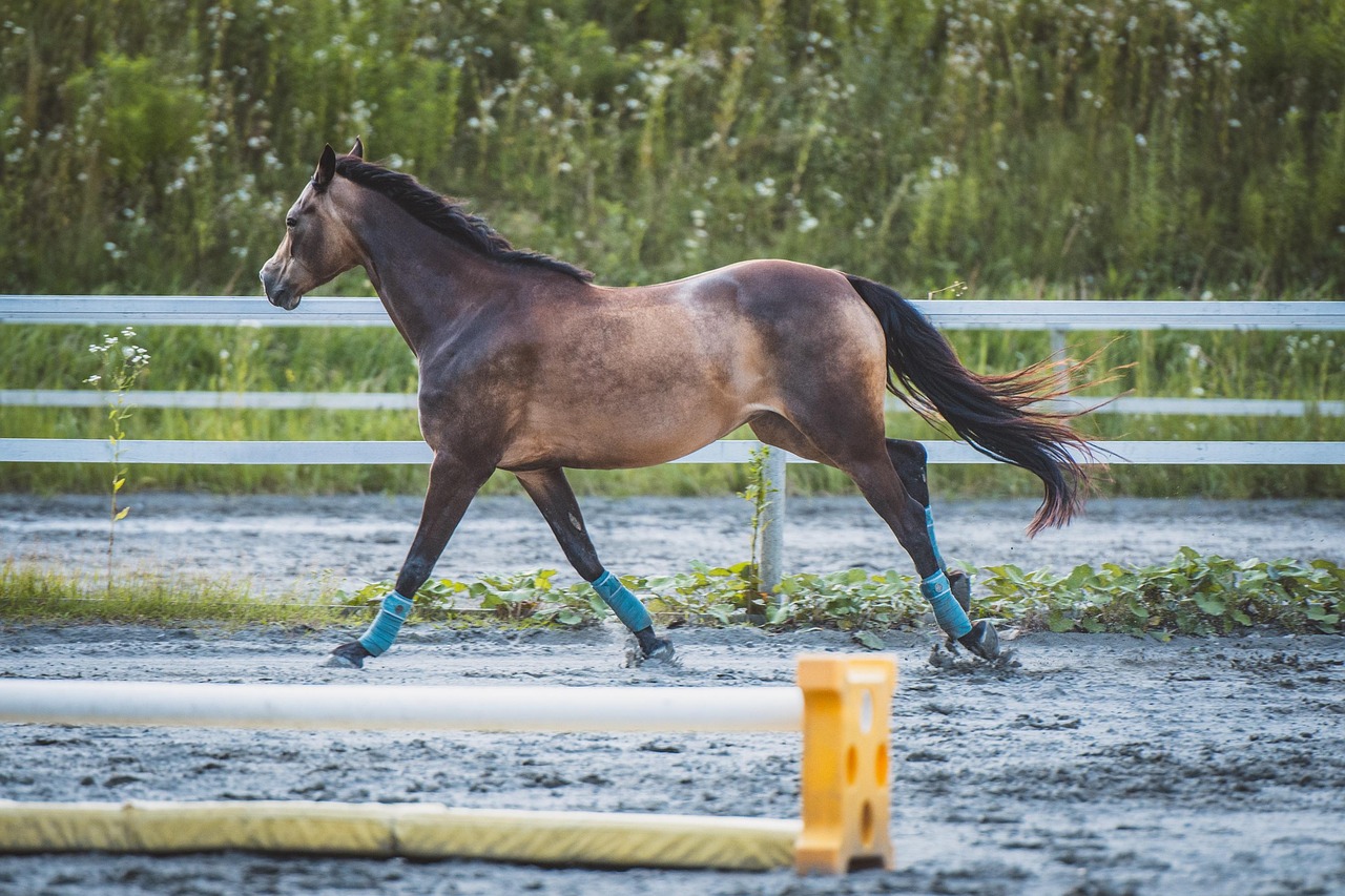 Horse - free online jigsaw puzzle photo