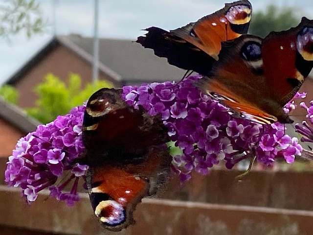 Free Butterfly Butterflies photo and picture
