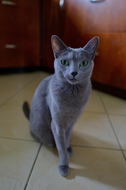 Katze, Kätzchen, Tier, Feline, Niedlich