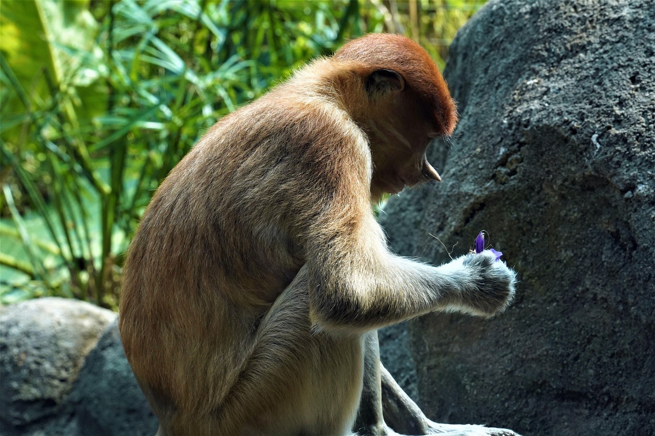 Animal - free online jigsaw puzzle photo