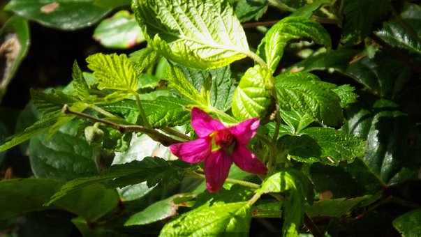 Free Wildflower Native Plant photo and picture