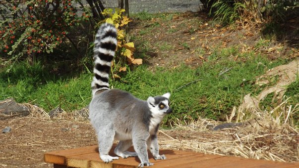 Free Ringtail Lemur photo and picture