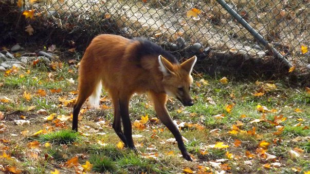 Free Maned Wolf photo and picture