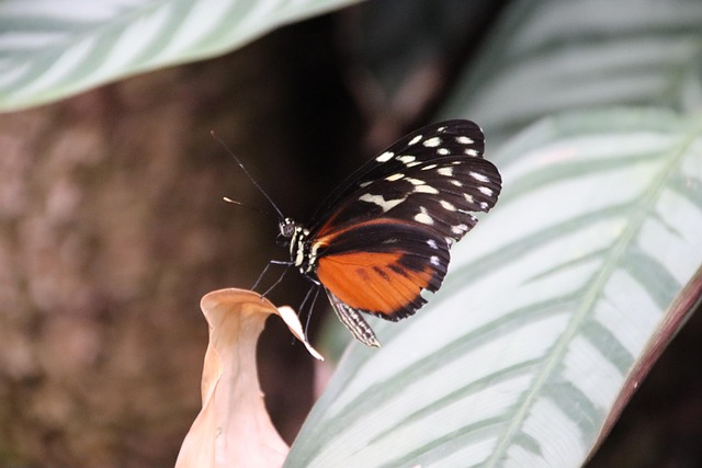 Vlinder, Natuur, Insect, Close-Up, Dier