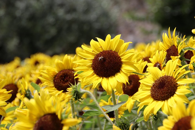 Zonnebloemen, Bloemen, Gebied