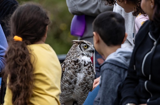 Free Children Owl photo and picture